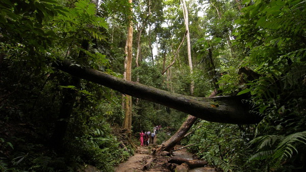 昆明九鄉(xiāng)、西雙版納、中緬邊境雙飛6日