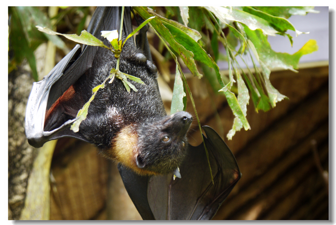 南太平洋--帕勞4晚5天**1天市區(qū)の2天出海**