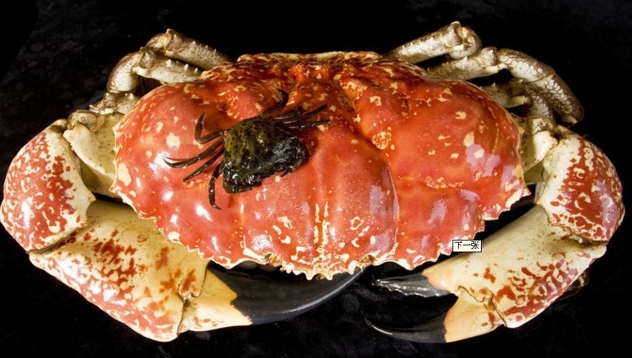 澳大利亞、新西蘭12日**海豚島の捕蟹探險(xiǎn)のSKY