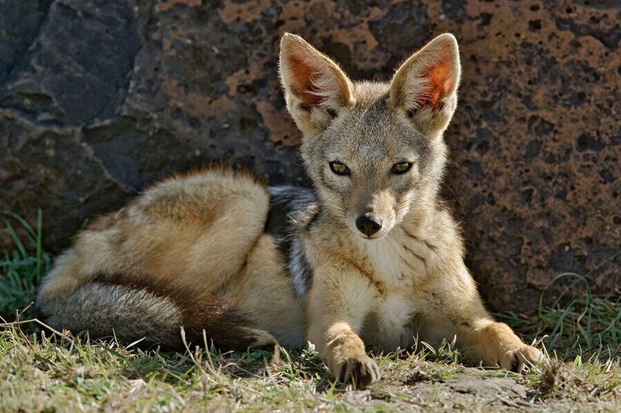 肯尼亞10天（全程當(dāng)?shù)靥厣?星酒店，贈(zèng)送內(nèi)羅畢