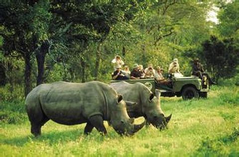 <南非10日游>1晚奧茨頌，克魯格公園， 船游珊瑚