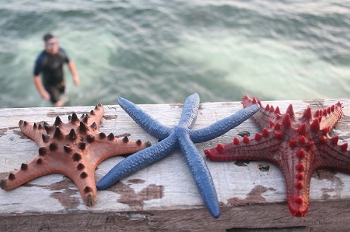 宿霧、薄荷島6晚8天**5天自由行**