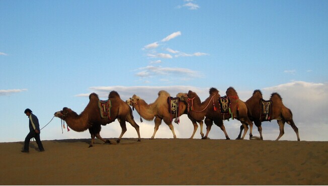 額濟(jì)納旗金色胡楊、騰格里沙漠、西部影視城雙