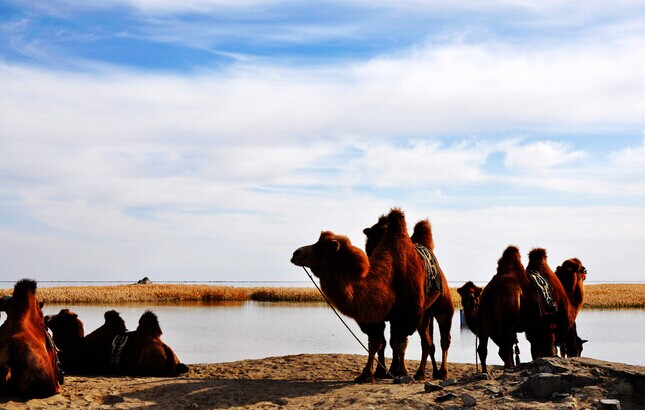 額濟(jì)納旗金色胡楊雙臥6/臥飛5/雙飛5日