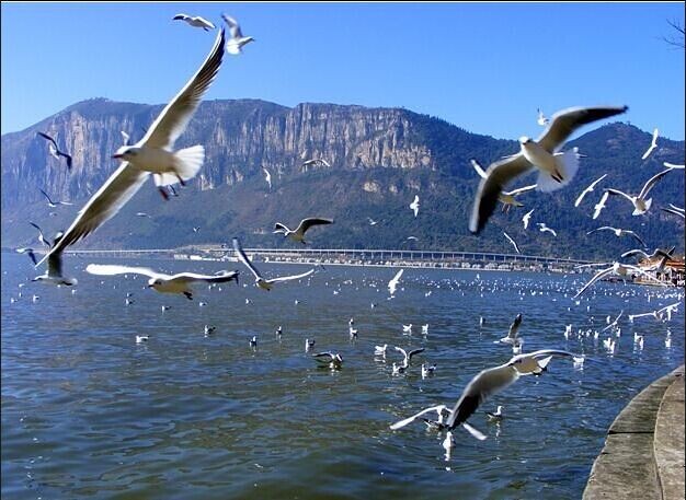 昆明、大理、麗江、香格里拉、西雙版納5飛8日